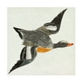 thumbnail image 1 of Trademark Fine Art Johan Teyler Flying Ducks I Canvas Wall Art, 1 of 4