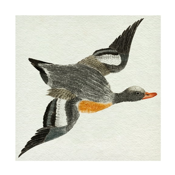 Trademark Fine Art Johan Teyler Flying Ducks I Canvas Wall Art