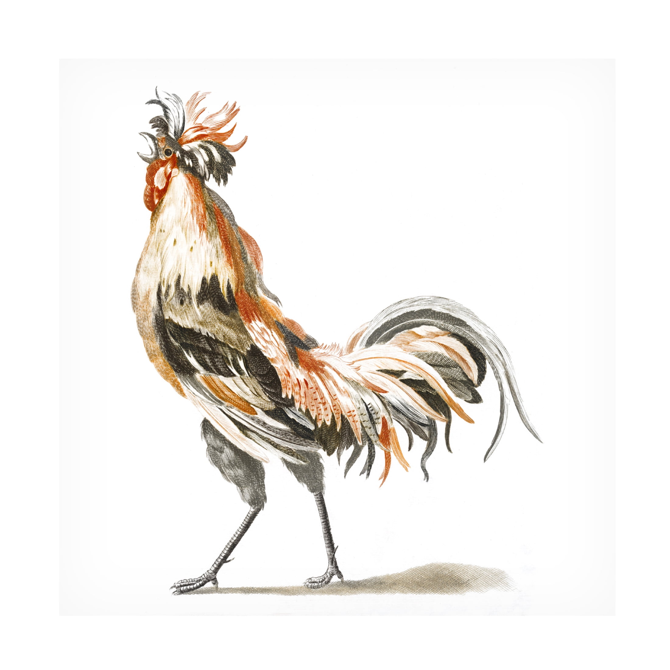 Trademark Fine Art Johan Teyler Teyler Roosters II Canvas Wall Art