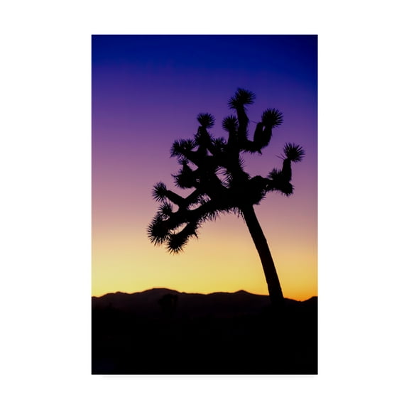 Trademark Fine Art 'Joshua Tree I' Canvas Art by Janice Sullivan