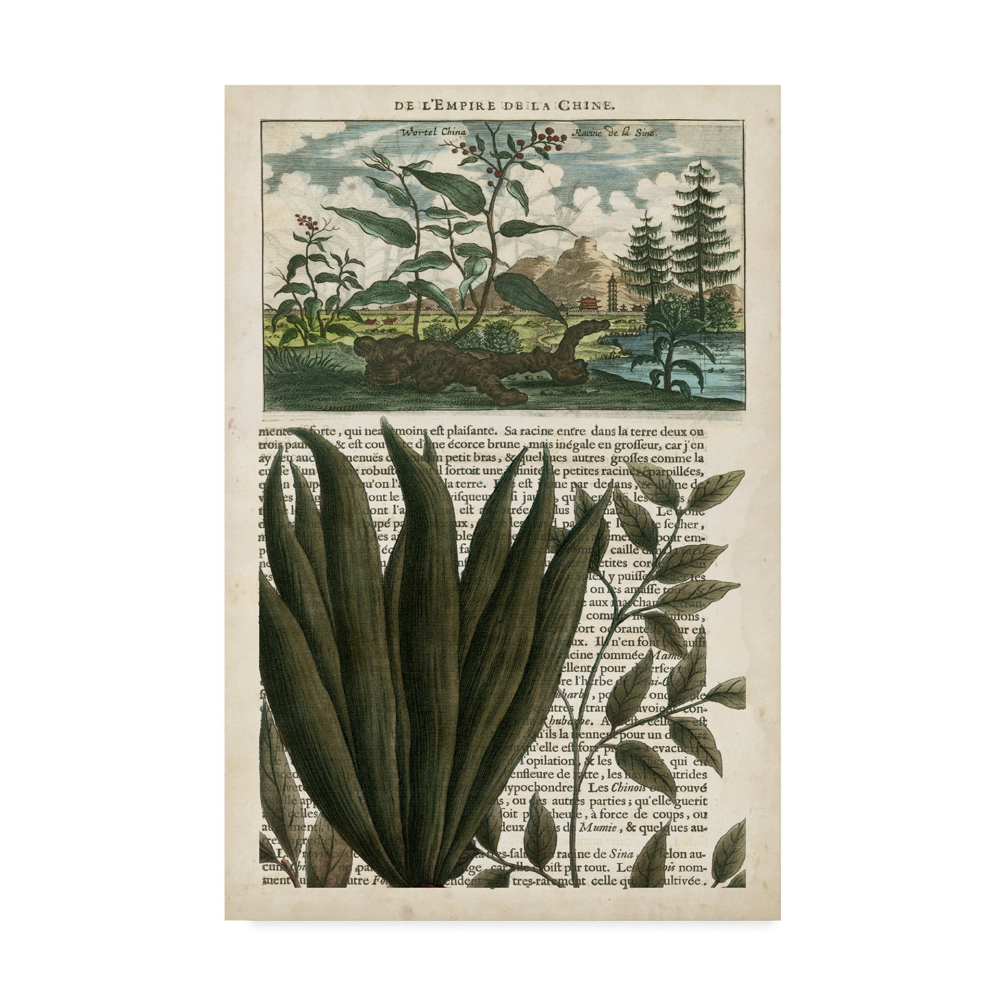 Trademark Fine Art 'Journal of the Tropics III' Canvas Art by Vision Studio