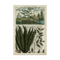 Trademark Fine Art 'Journal of the Tropics III' Canvas Art by Vision Studio