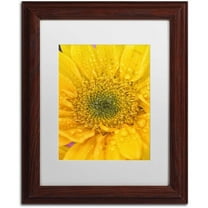 Trademark Fine Art 'Joyful Color' Canvas Art by PIPA Fine Art, White Matte, Wood Frame