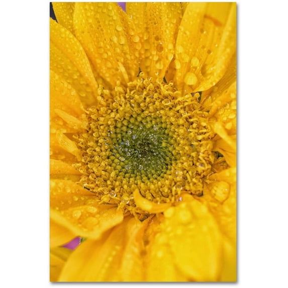 Trademark Fine Art 'Joyful Color' Canvas Art by PIPA Fine Art