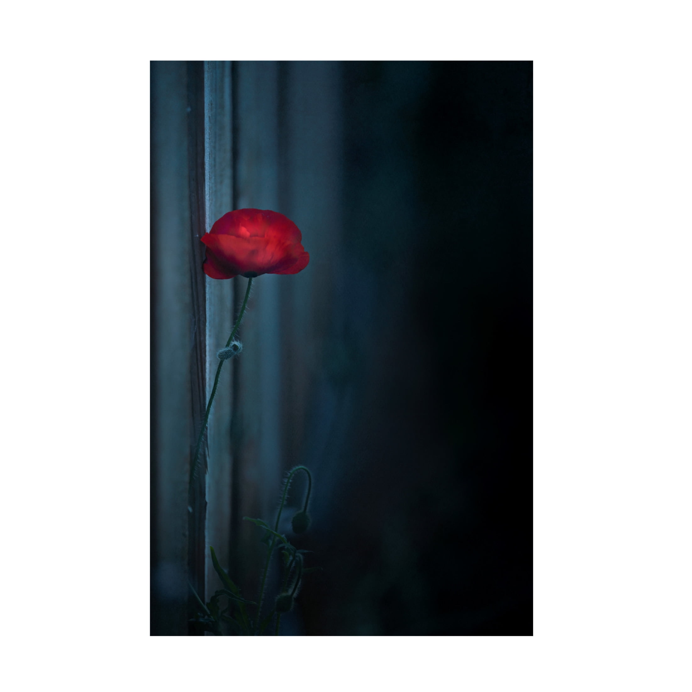 Trademark Fine Art Judy Tseng Waiting Canvas Wall Art