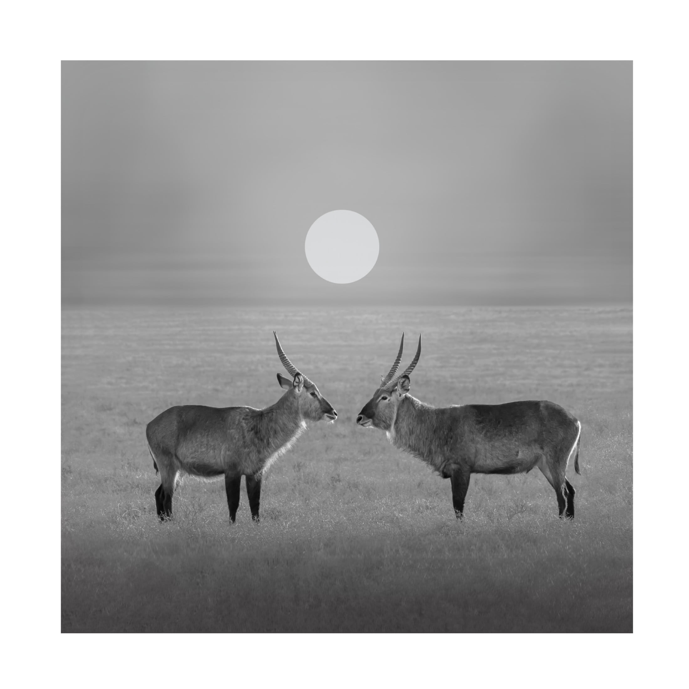 Trademark Fine Art Julia Chen Eye to Eye Canvas Wall Art