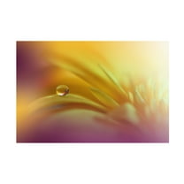 Trademark Fine Art Juliana Nan  A World Of Color Canvas Wall Art