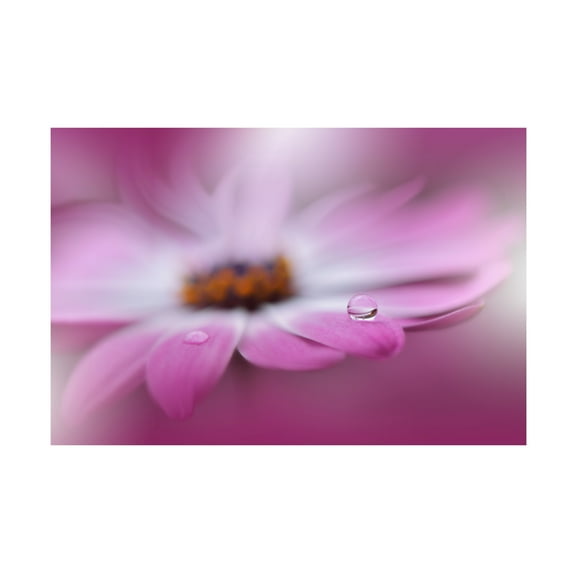 Trademark Fine Art Juliana Nan Celebration of Life Canvas Wall Art