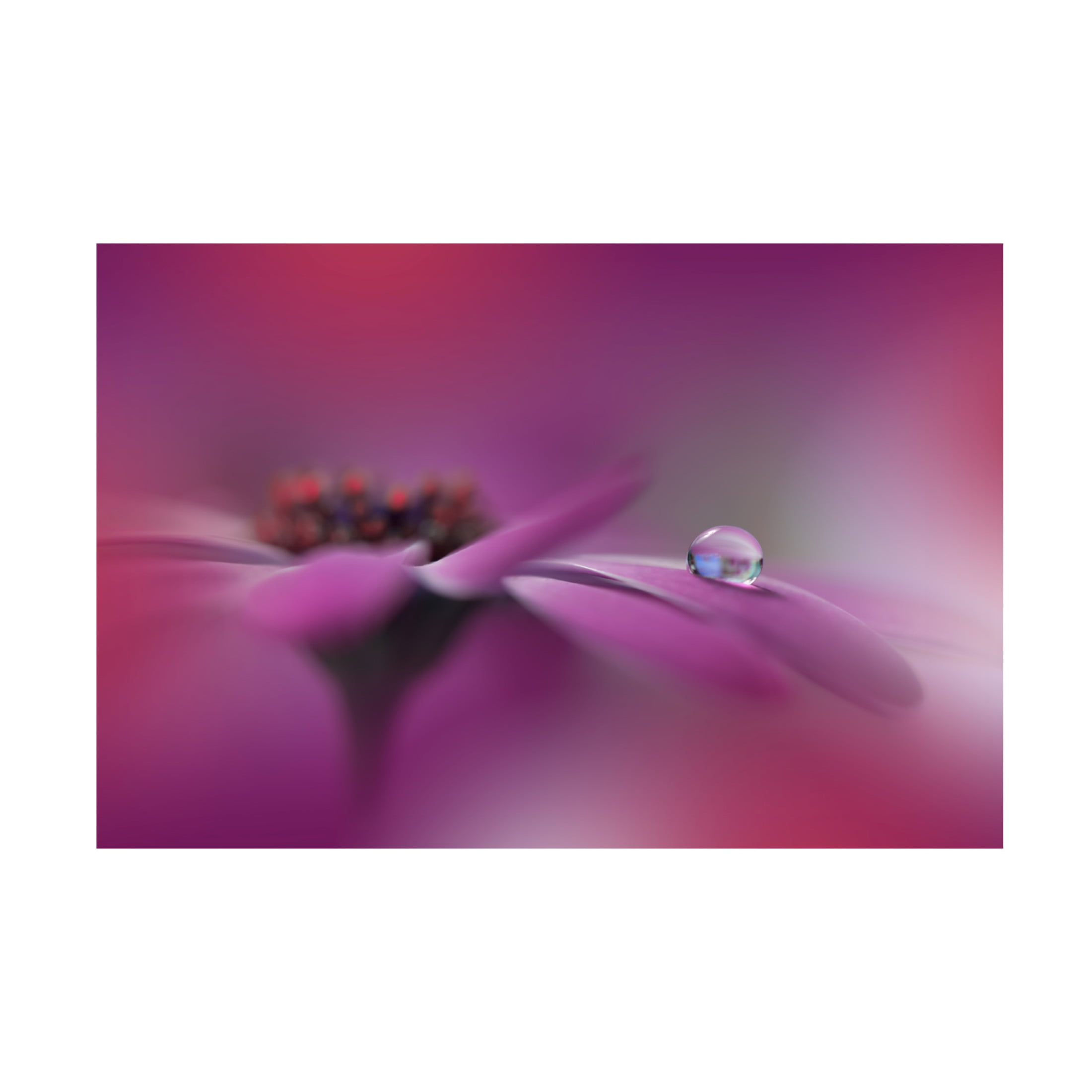 Trademark Fine Art Juliana Nan  Celebration of Life Canvas Wall Art