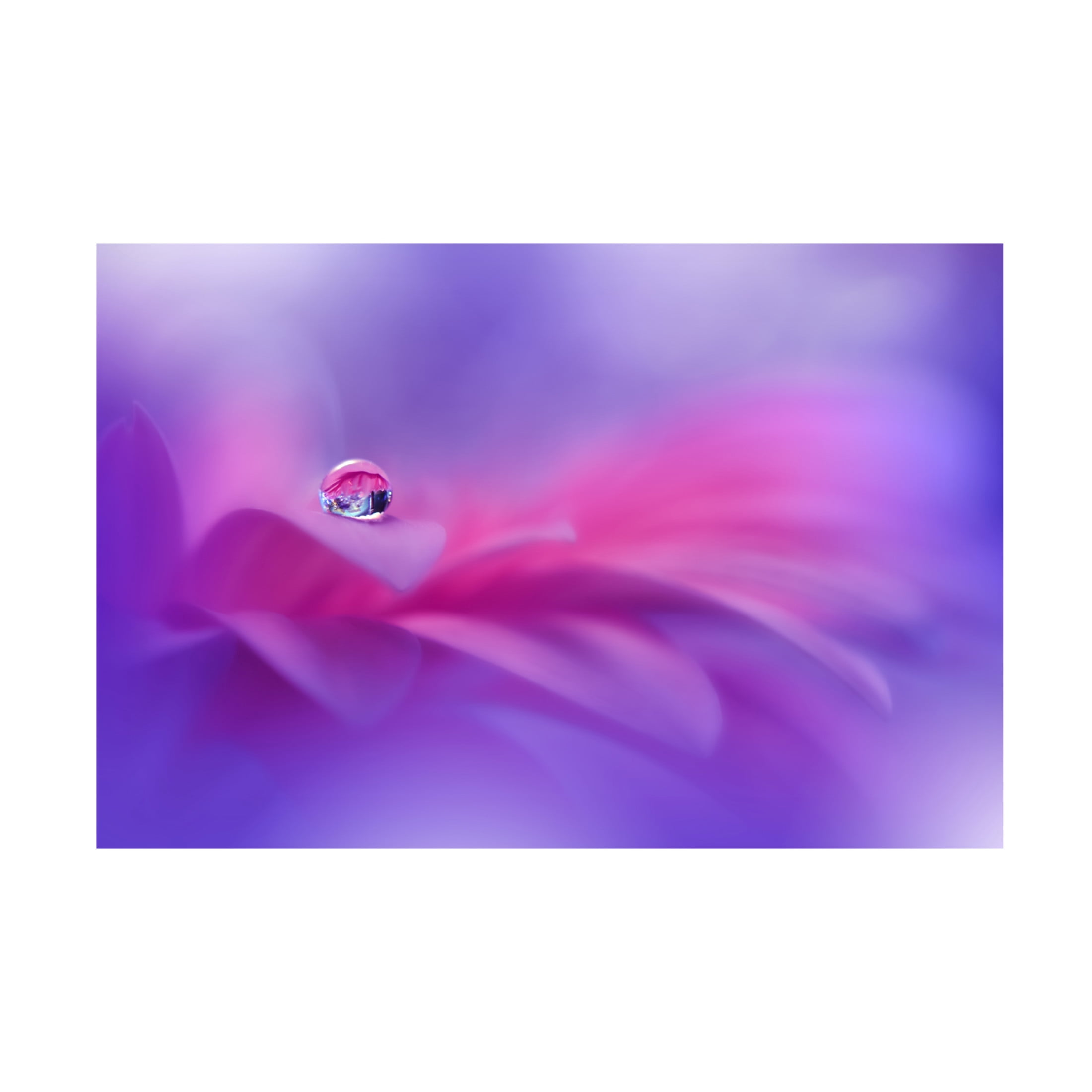 Trademark Fine Art Juliana Nan  Celebration of Life II Canvas Wall Art