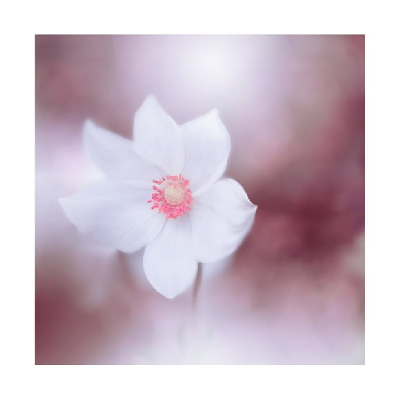 Trademark Fine Art Juliana Nan Eyes Wide Open.. Canvas Wall Art