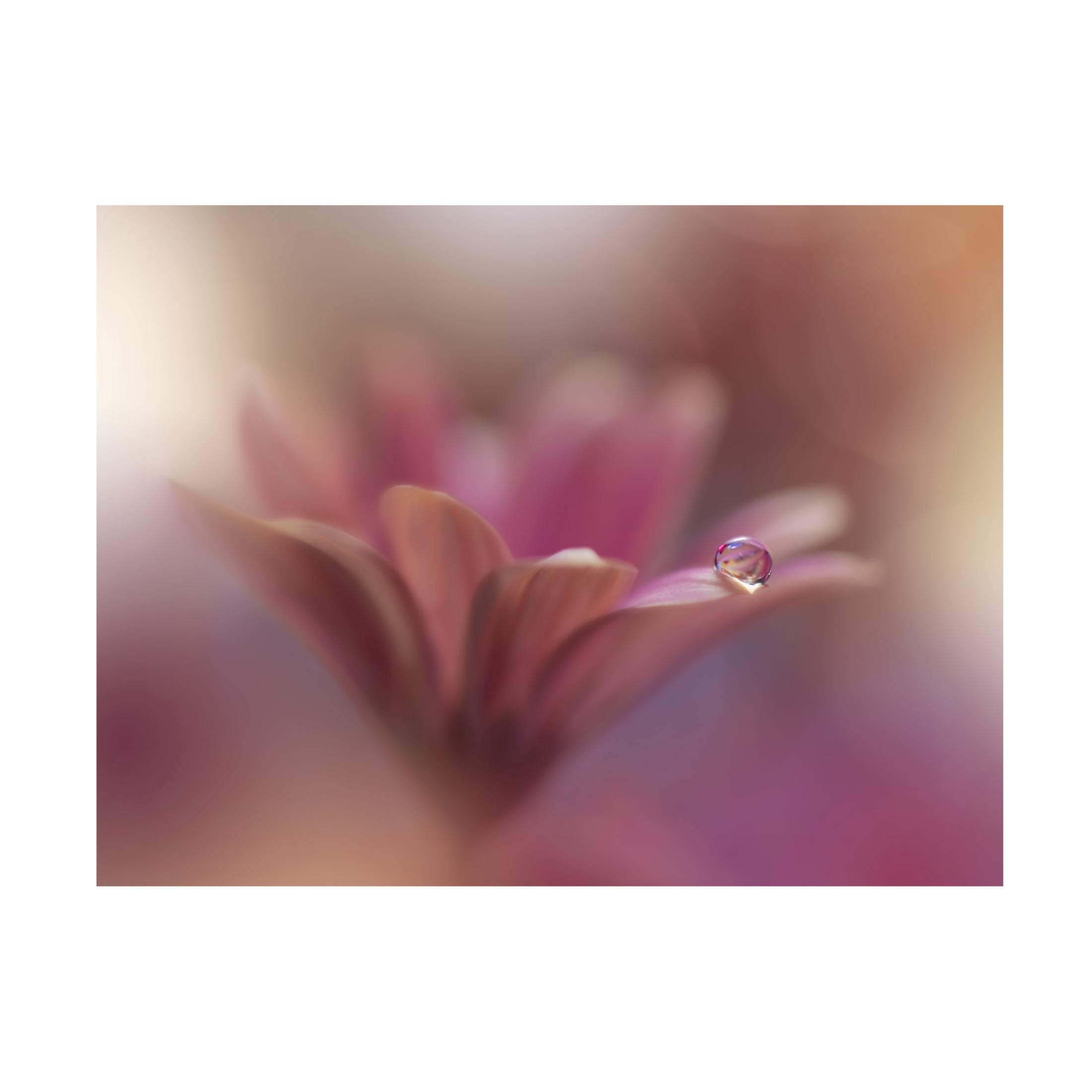 Trademark Fine Art Juliana Nan Pink Flowers Canvas Wall Art