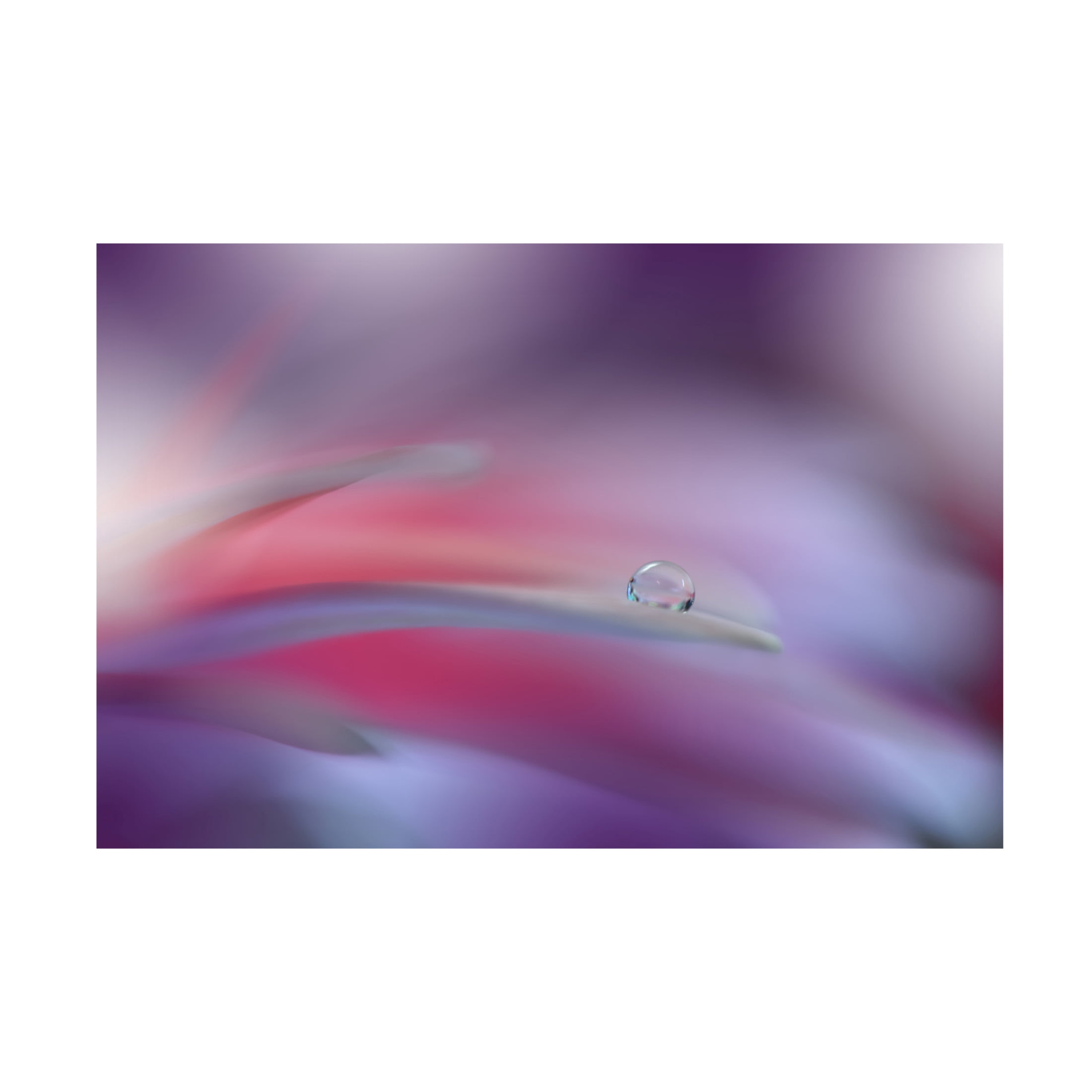 Trademark Fine Art Juliana Nan The Essence Of Being..Ii Canvas Wall Art