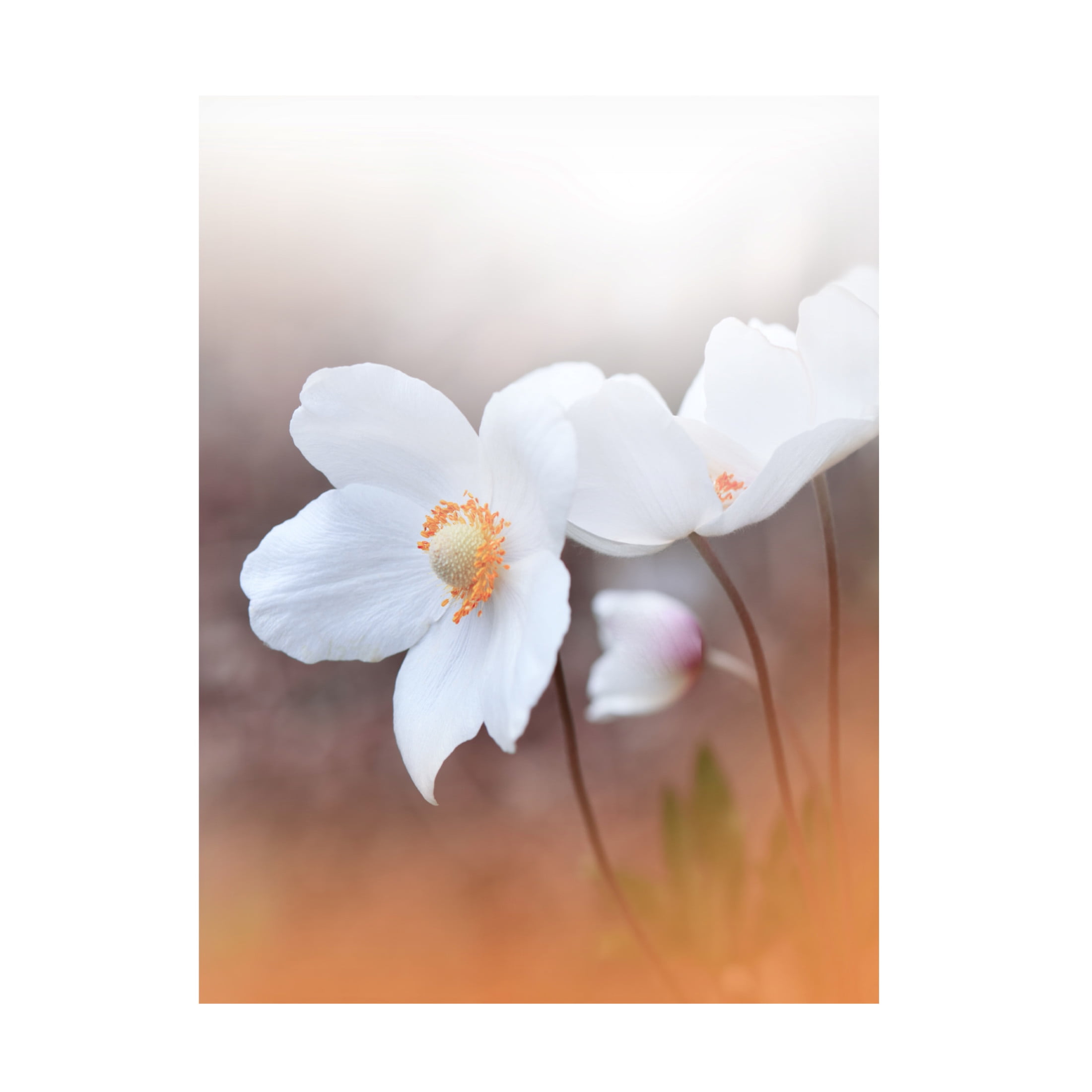 Trademark Fine Art Juliana Nan The Sound Of Innocence Canvas Wall Art
