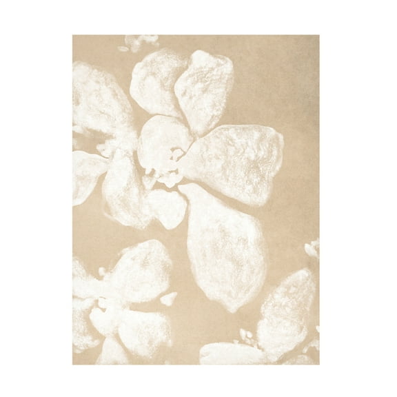 Trademark Fine Art June Erica Vess Ghost Petal II Canvas Wall Art