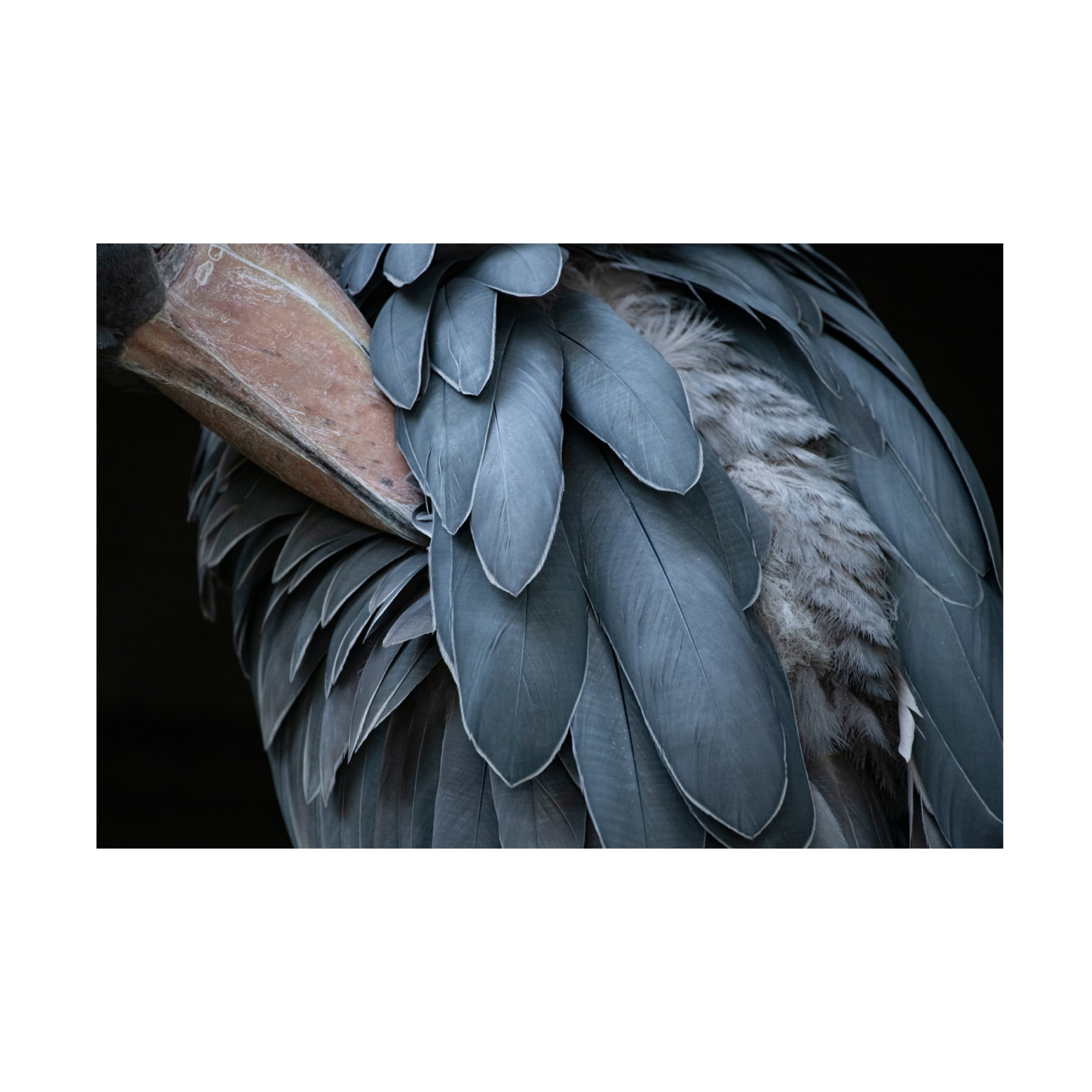 Trademark Fine Art Juri Aoki Feather Canvas Wall Art
