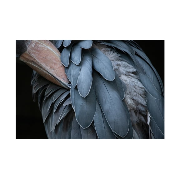 Trademark Fine Art Juri Aoki Feather Canvas Wall Art