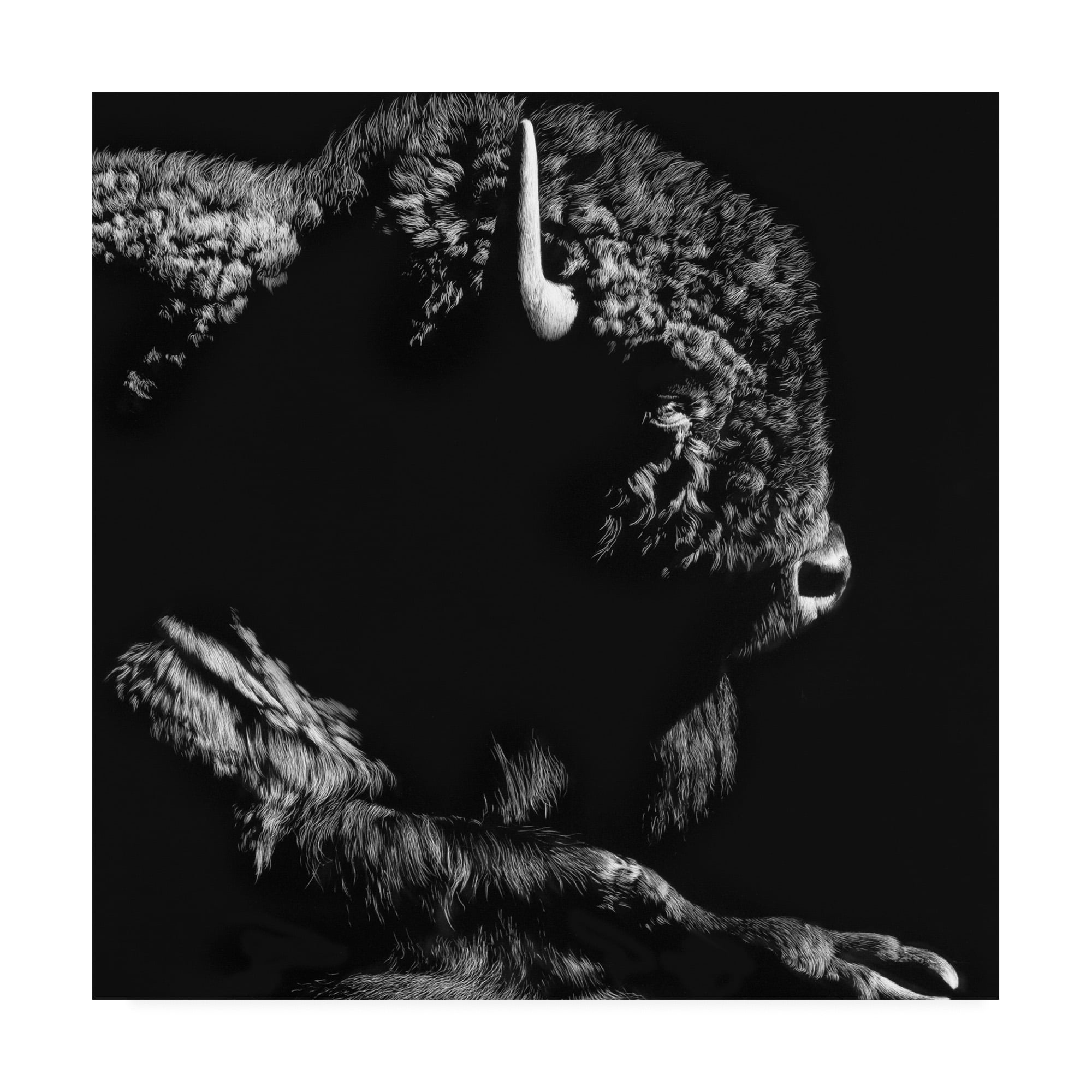 Trademark Fine Art 'Just Chillin Buffalo' Canvas Art by Julie Chapman