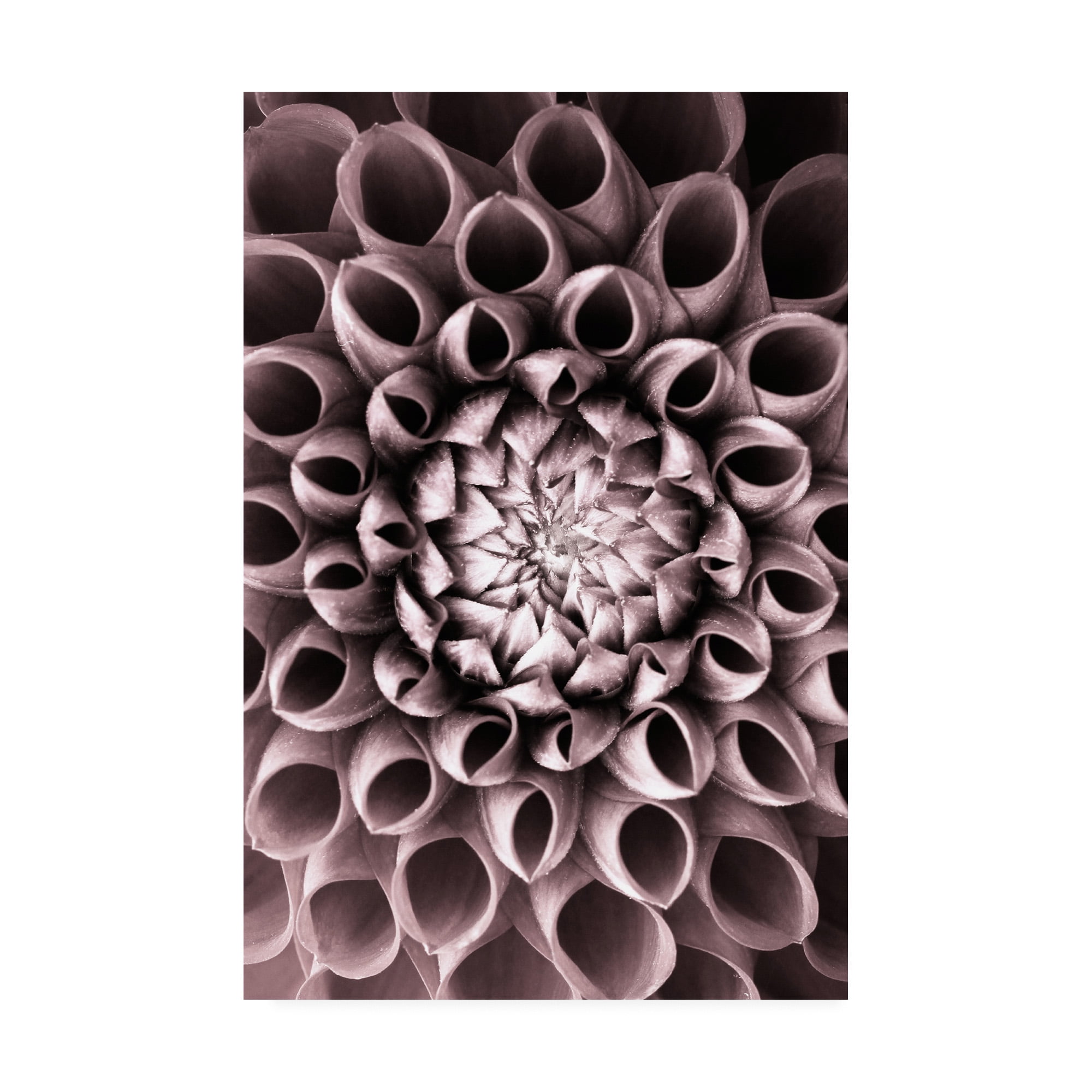 Trademark Fine Art 'Just Open' Canvas Art by PhotoINC Studio