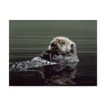 thumbnail image 1 of Trademark Fine Art 'Just Resting Sea Otter' Canvas Art by Ron Parker, 1 of 3