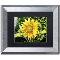 Trademark Fine Art "Just a Sunflower" Canvas Art by Kurt Shaffer, Black Matte, Silver Frame
