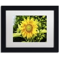 thumbnail image 1 of Trademark Fine Art "Just a Sunflower" Canvas Art by Kurt Shaffer, White Matte, Black Frame, 1 of 4