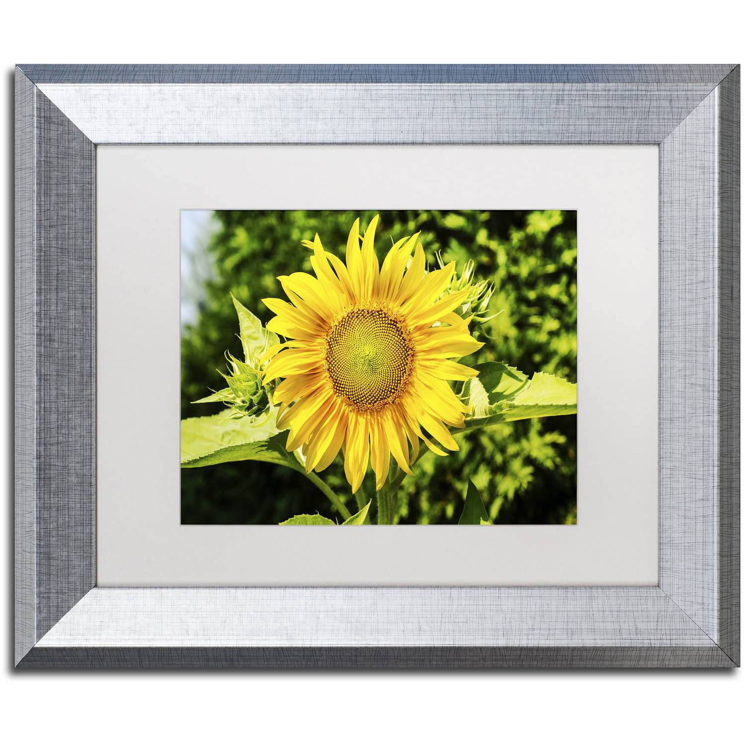 Trademark Fine Art "Just a Sunflower" Canvas Art by Kurt Shaffer, White Matte, Silver Frame