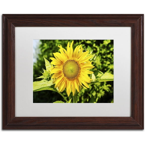 Trademark Fine Art "Just a Sunflower" Canvas Art by Kurt Shaffer, White Matte, Wood Frame