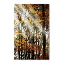 Trademark Fine Art "Just the Light" Canvas Art by Philippe Sainte-Laudy