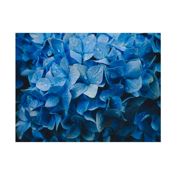 Trademark Fine Art K Tsunoda Hydrangea Canvas Wall Art