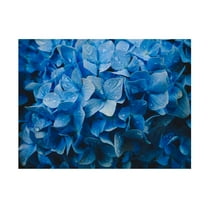 Trademark Fine Art K Tsunoda Hydrangea Canvas Wall Art