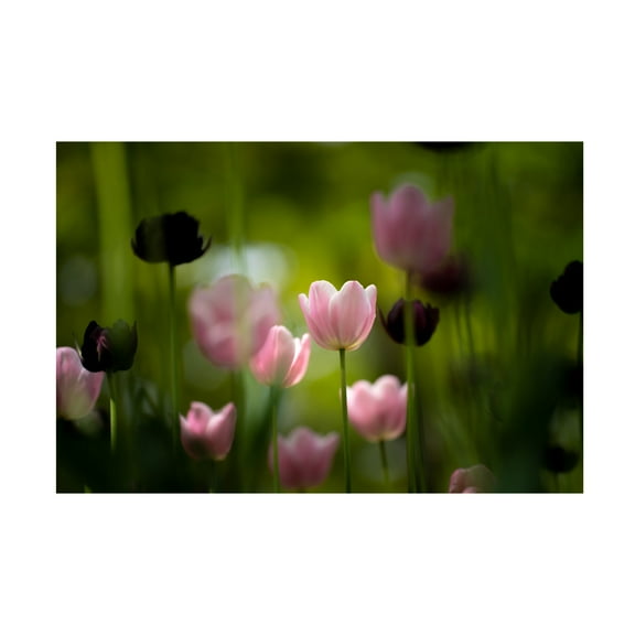 Trademark Fine Art KONDOU Kazumasa  Tulips Canvas Wall Art