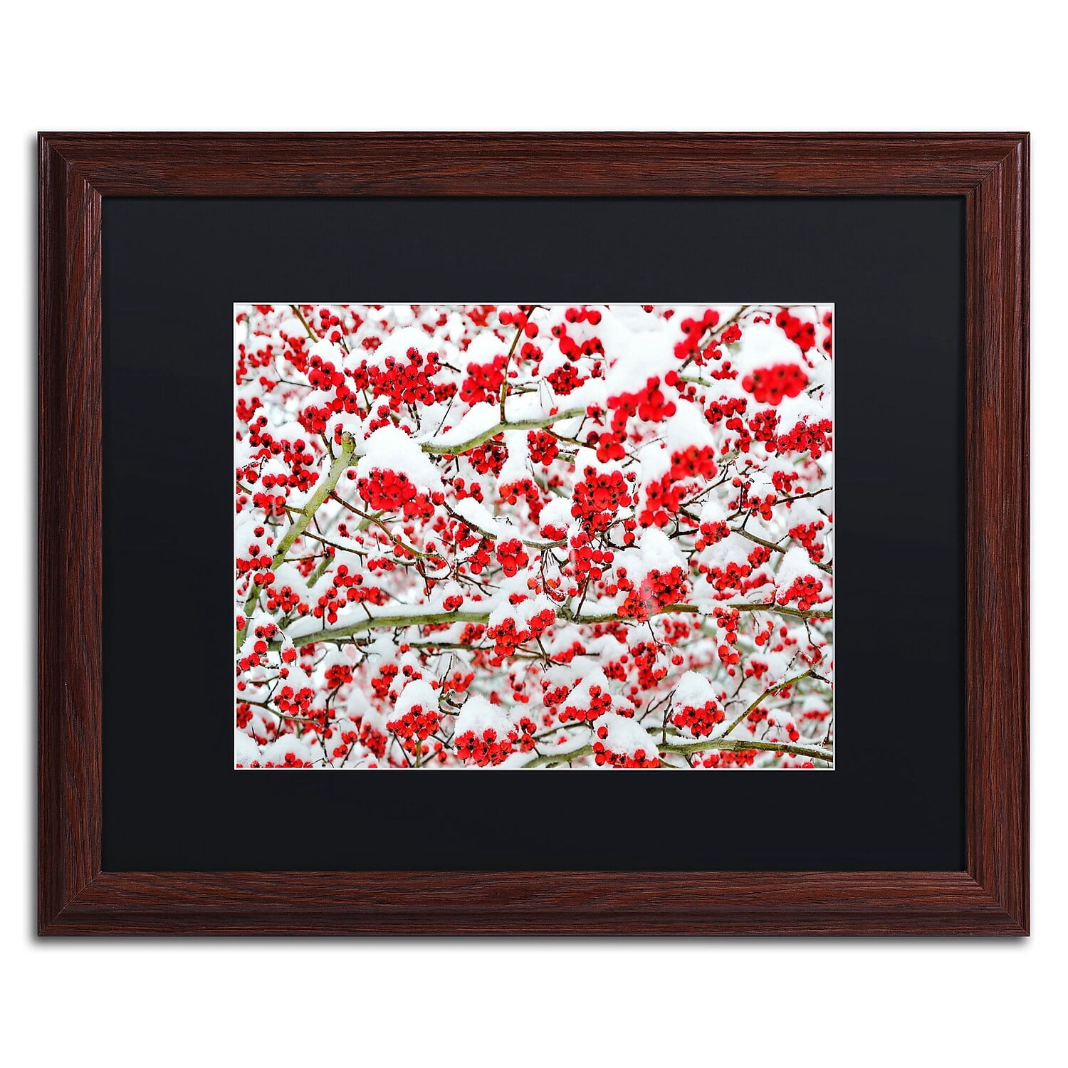 Trademark Fine Art KS0190-W1620BMF inter Berries in the Snow by Kurt Shaffer 16x20 FRM Art BLK MTD