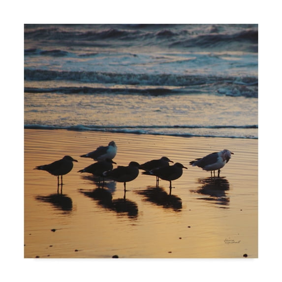 Trademark Fine Art 'Kalaloch Birds I' Canvas Art by Laura Marshall