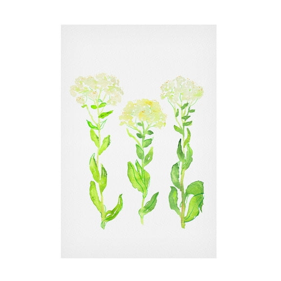 Trademark Fine Art Kata Botanical Hoary cress or Lepidium draba botanical painting Canvas Wall Art