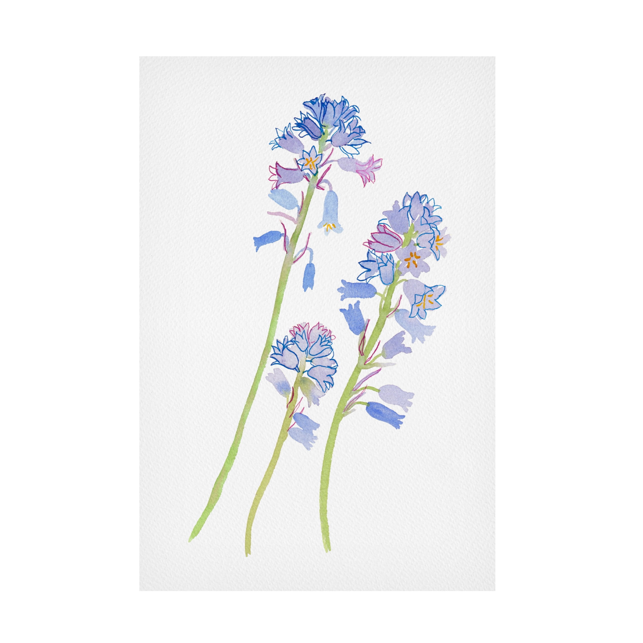 Trademark Fine Art Kata Botanical Hyacinthoides hispanica Canvas Wall Art
