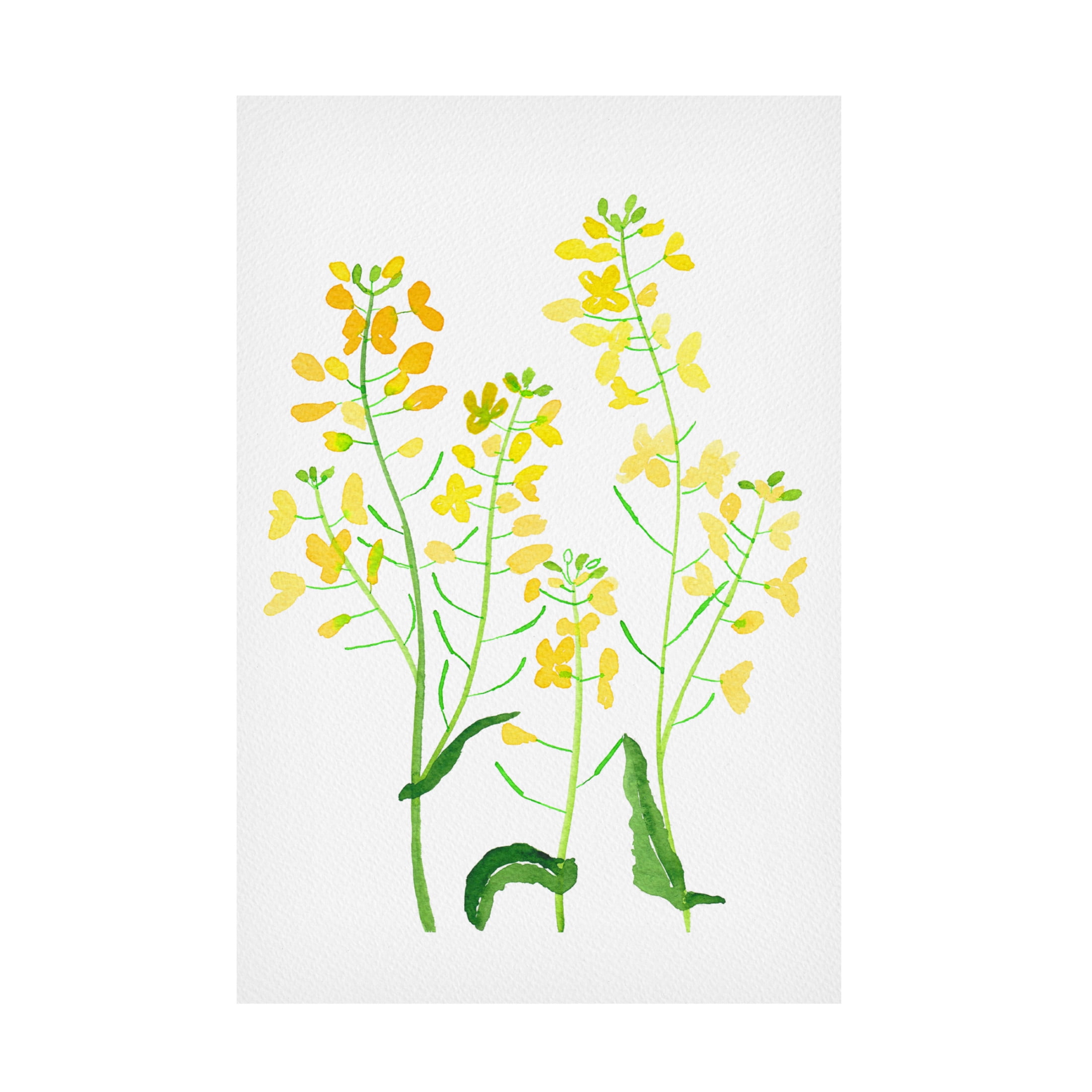 Trademark Fine Art Kata Botanical Rapeseed or Brassica napus botanical painting Canvas Wall Art