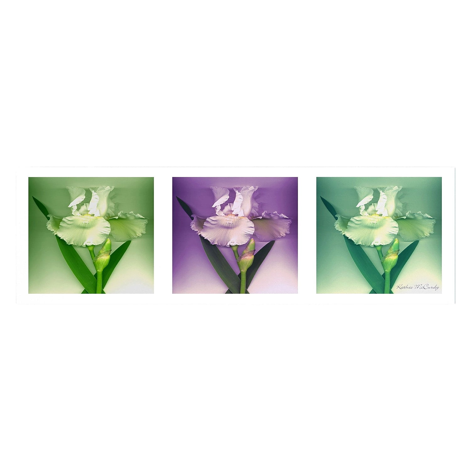 Trademark Fine Art Kathie McCurdy 'Three White Iris' Canvas Art 8x24 Inches (KM0281-C824GG)