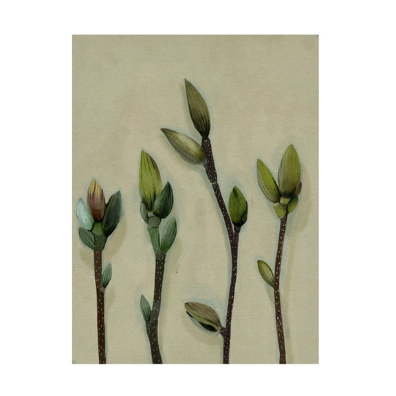 Trademark Fine Art Katie O'Shea  Buds I Canvas Wall Art