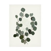 Trademark Fine Art Katie O'Shea Eucalyptus Leaves I Canvas Wall Art