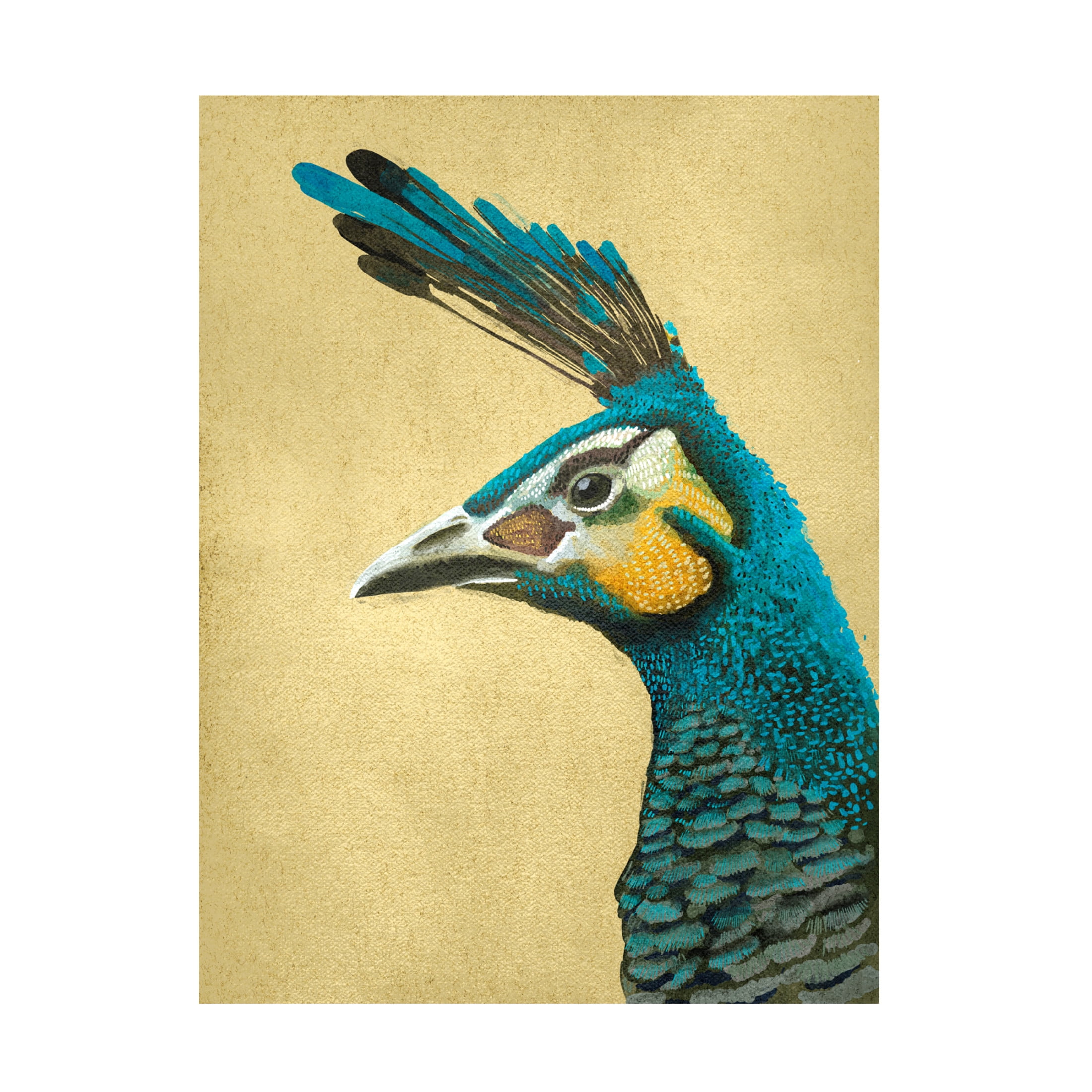 Trademark Fine Art Katie O'Shea Peacock Profile I Canvas Wall Art