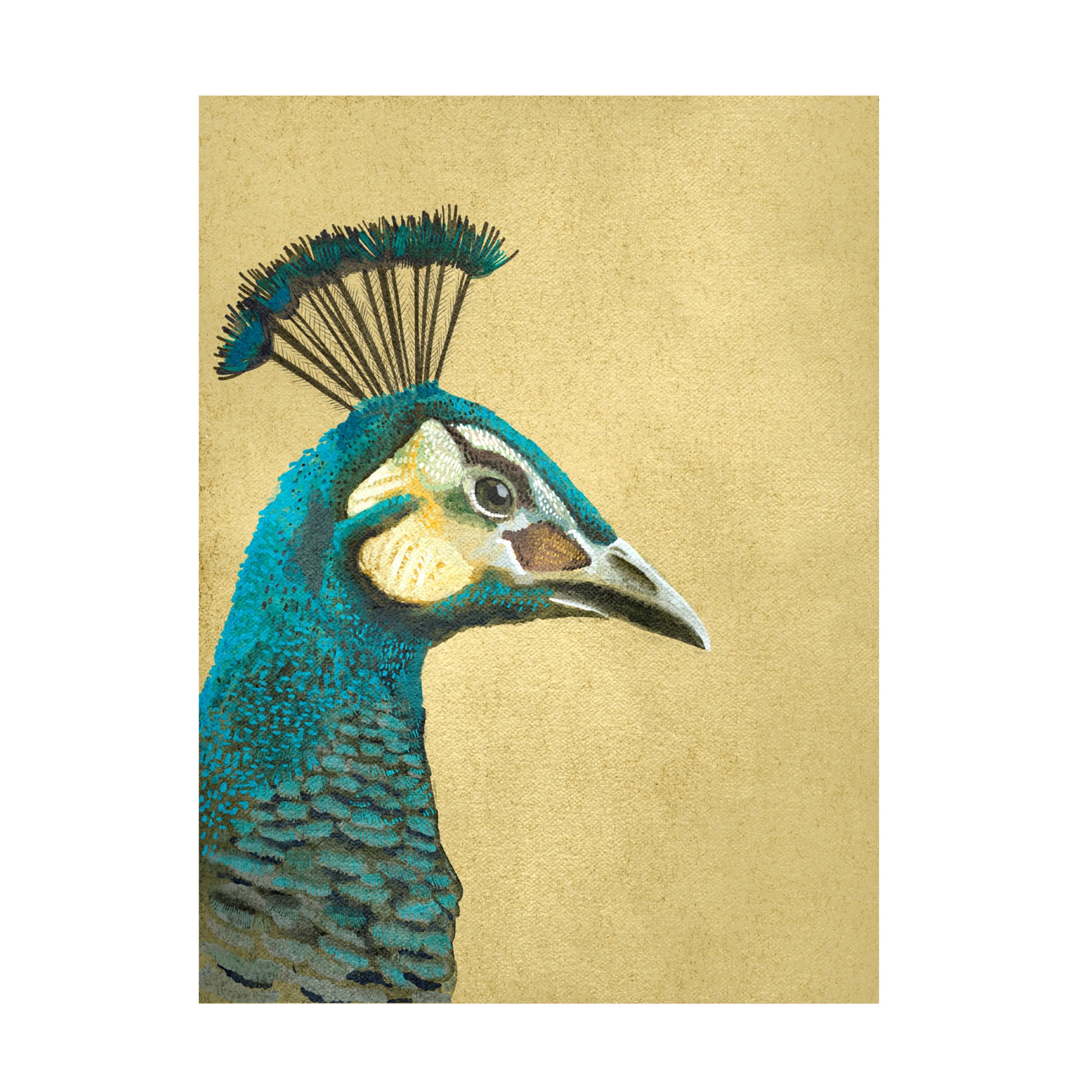 Trademark Fine Art Katie O'Shea  Peacock Profile II Canvas Wall Art