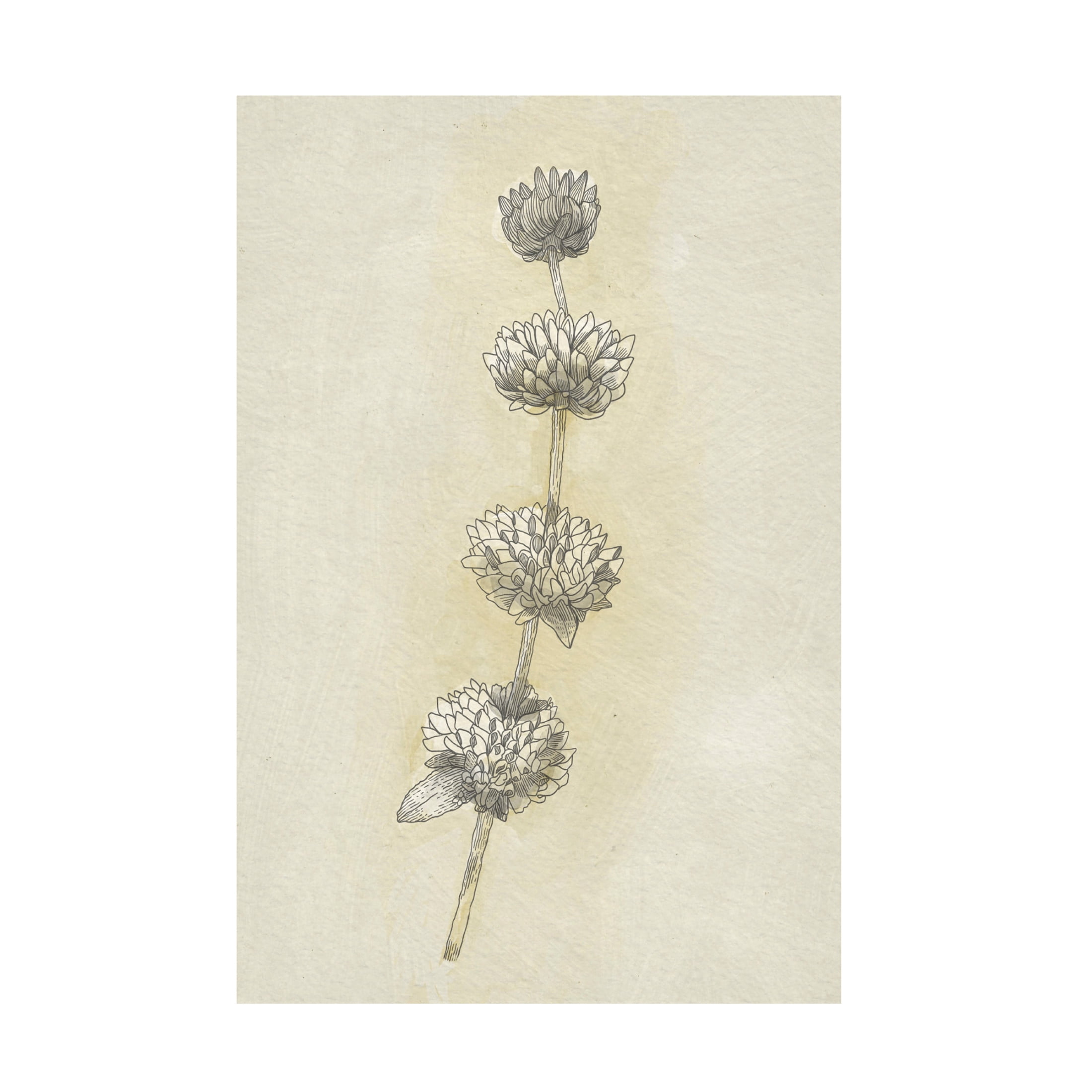 Trademark Fine Art Katie O'Shea Seed Pods Study I Canvas Wall Art