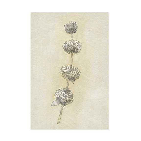 Trademark Fine Art Katie O'Shea Seed Pods Study I Canvas Wall Art