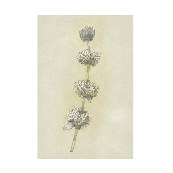 Trademark Fine Art Katie O'Shea Seed Pods Study I Canvas Wall Art