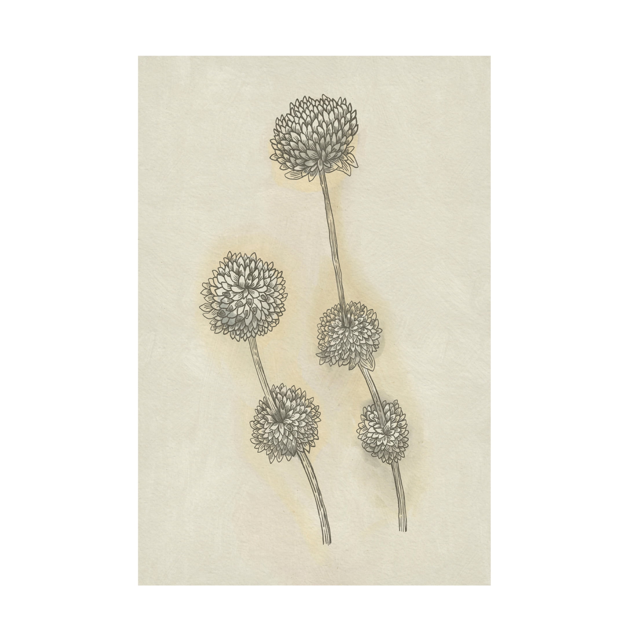 Trademark Fine Art Katie O'Shea  Seed Pods Study II Canvas Wall Art