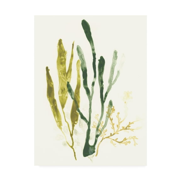 Trademark Fine Art 'Kelp Collection I' Canvas Art by June Erica Vess