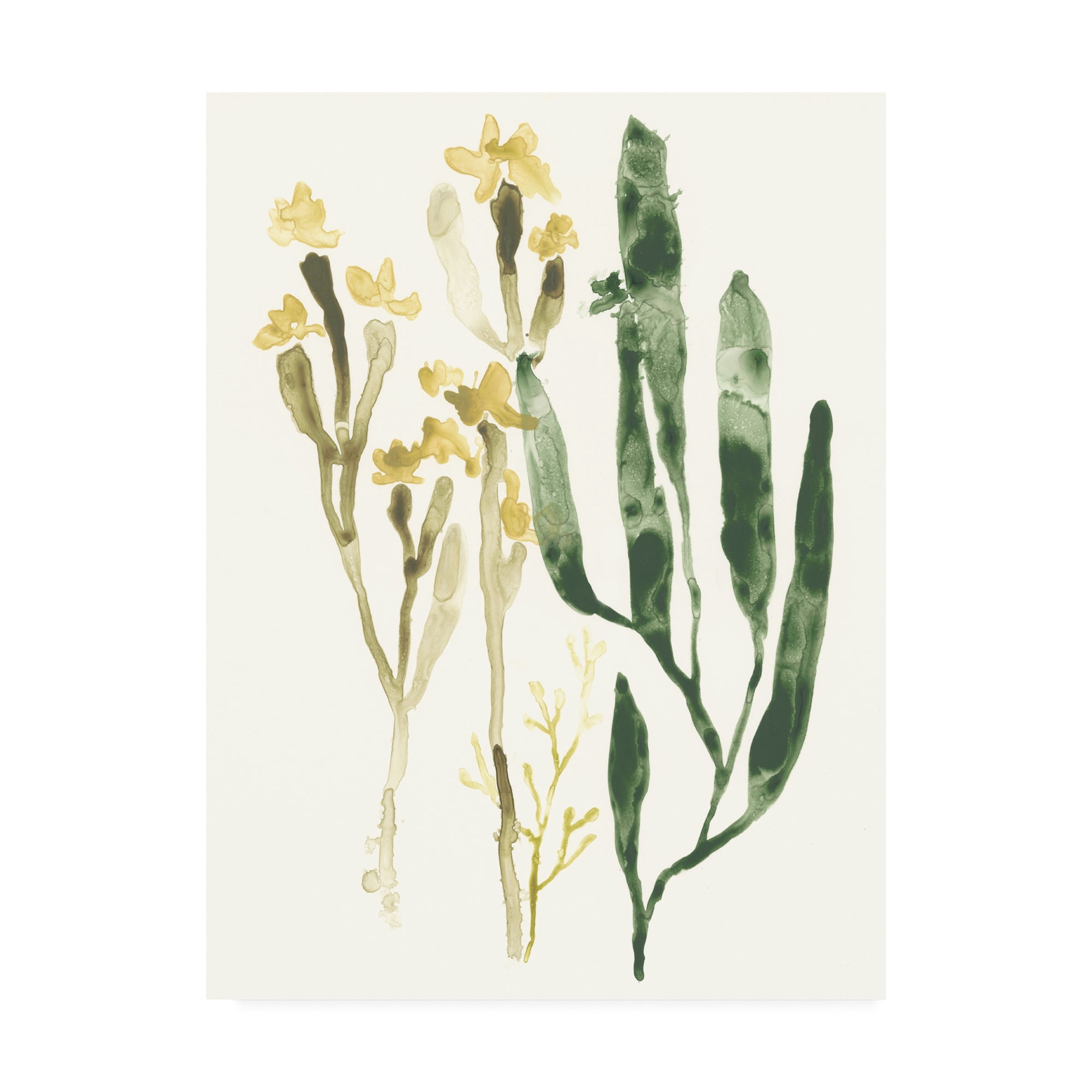 Trademark Fine Art 'Kelp Collection IV' Canvas Art by June Erica Vess