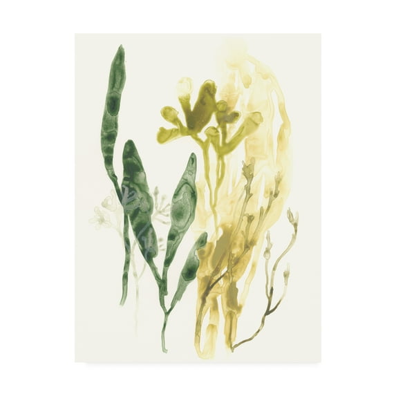 Trademark Fine Art 'Kelp Collection VI' Canvas Art by June Erica Vess