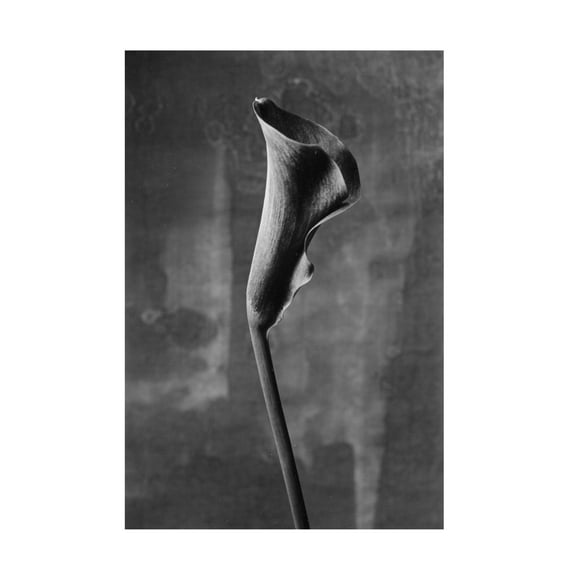 Trademark Fine Art Kenji Mori Flower 3 Canvas Wall Art